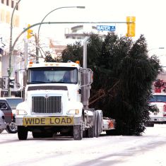 City of Kelowna's Christmas Tree